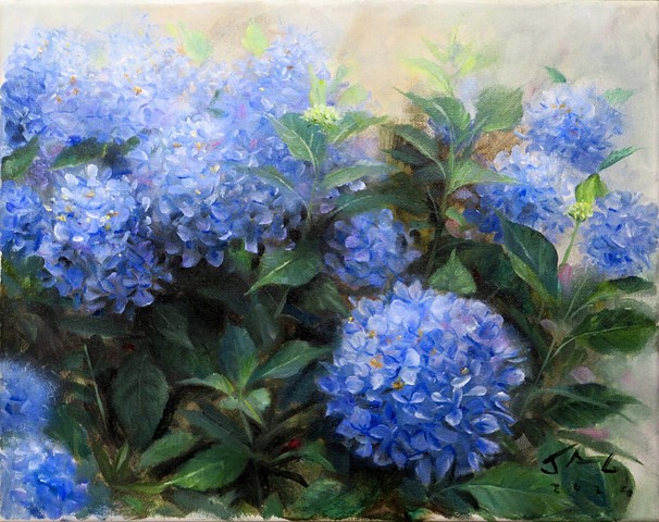 Blue Hydrangeas 