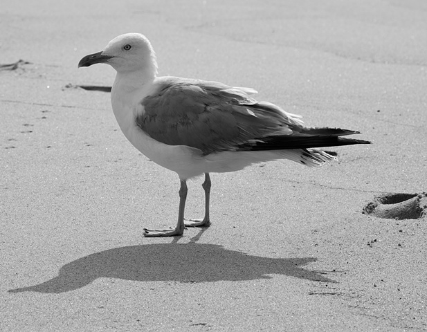 Seagull and Shadow