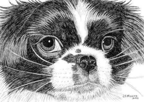 A pen and ink drawing of a Japanese Chin dog by Leslie Moore.