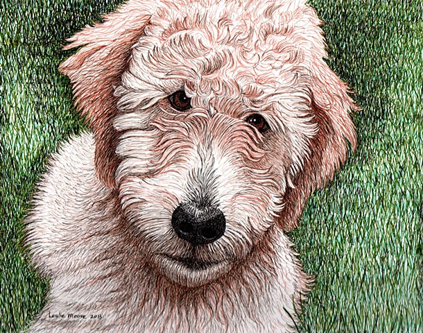 a colored pen and ink drawing of a golden-doodle puppy by Leslie Moore of PenPets