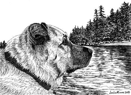 A pen and ink drawing of a chow/shepherd mix dog by Leslie Moore of PenPets.
