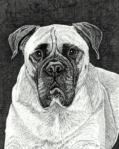 A pen and ink drawing of a Bullmastiff by Leslie Moore of PenPets.