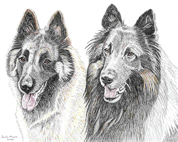 A colored pen and ink drawing of two Belgian Tervurens, a male and a female, by Leslie Moore of PenPets. 