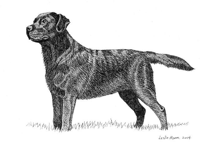 A pen and ink drawing of a black Labrador retriever by Leslie Moore of PenPets.