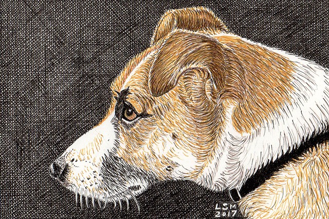 Irish Jack Russell Terrier, PenPets, pen-and-ink dog, dog art,