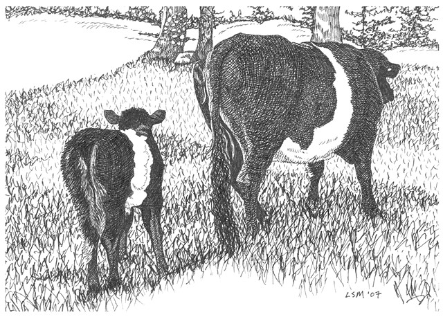 A pen and ink drawing of a belted Galloway calf following her mother by Leslie Moore of PenPets.