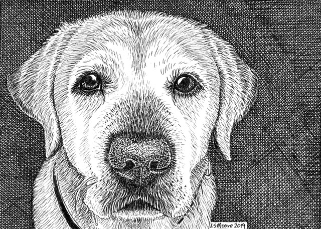 Yellow Labrador Retriever, pen-and-ink dog, pen-and-ink dog portrait, PenPets, Leslie Moore, pen-and-in Labrador retriever, dog art, commissioned dog portraits.