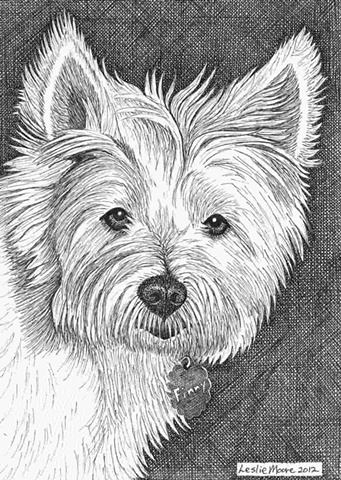 A pen and ink drawing of a West Highland White Terrier by Leslie Moore of PenPets.