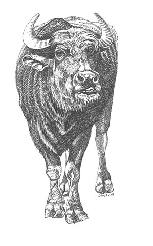 A pen and ink drawing of a water buffalo by Leslie Moore of PenPets.