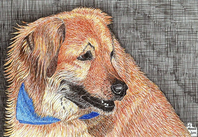 A colored pen and ink drawing of a Golden retriever/shepherd mixed breed dog by Leslie Moore