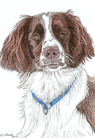 A colored pen and ink drawing of a Springer Spaniel by Leslie Moore. 