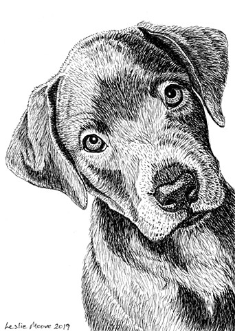 pen & ink drawing, pen  & ink dog, Labrador/pitbul mix, dog art, puppy art, PenPets 