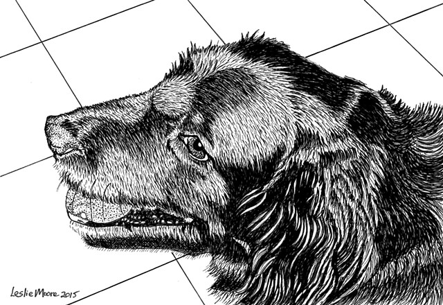 A pen and ink drawing of a mixed-breed retriever by Leslie Moore of PenPets.