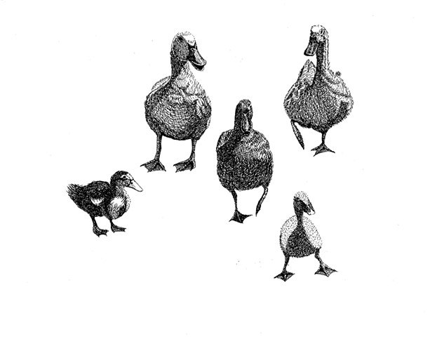 A pen and ink drawing of three ducks and two ducklings by Leslie Moore of PenPets.
