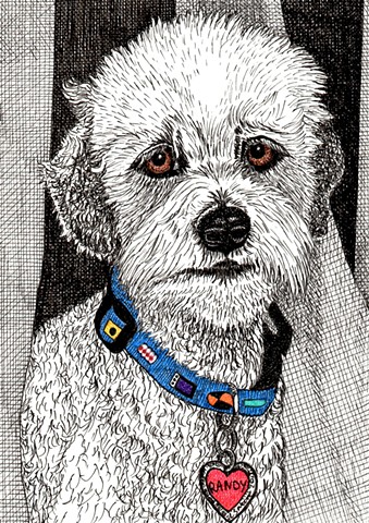 A colored pen and ink drawing of a poodle by Leslie Moore of PenPets. 