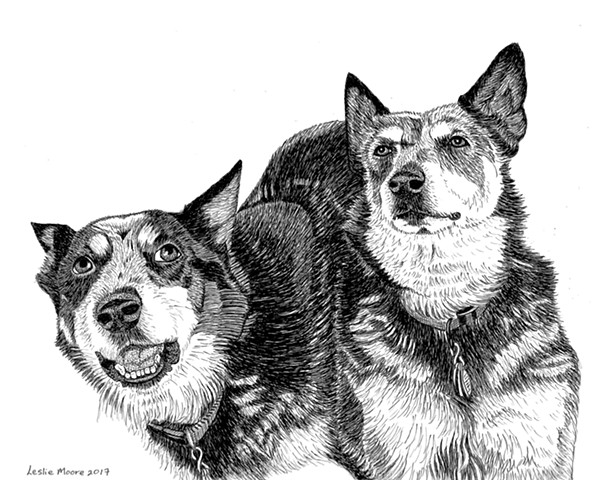 A pen and ink drawing of two Australian Cattle Dogs by Leslie Moore of PenPets.