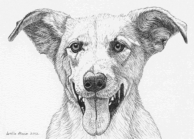 A pen and ink drawing of a flying-eared retriever by Leslie Moore.