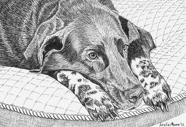 A pen and ink drawing of a speckle-legged Labrador retriever by Leslie Moore.