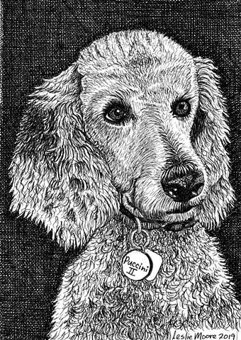 Standard Poodle, PenPets, pen-and-ink dog, dog art,