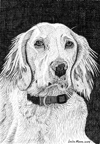 A pen and ink drawing of an English setter by Leslie Moore of PenPets.