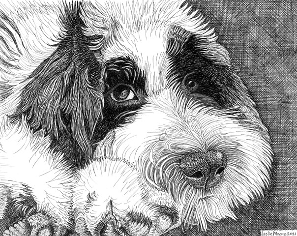 Daisy, SheepDoodle pup, part Old English Sheepdog/part Poodle