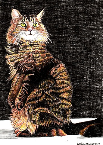 a colored pen and ink drawing of a Maine coon cat by Leslie Moore of PenPets