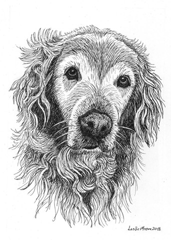 pen-and-ink drawing, dog drawing, Golden retriever, dog art, PenPets, Leslie Moore