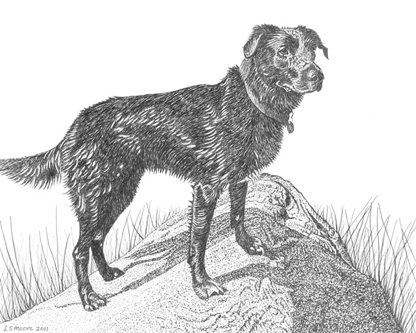 A pen and ink drawing of a Labrador retriever/Border collie mixed breed dog by Leslie Moore.