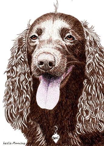 a colored pen and ink drawing of an American Water Spaniel by Leslie Moore of PenPets