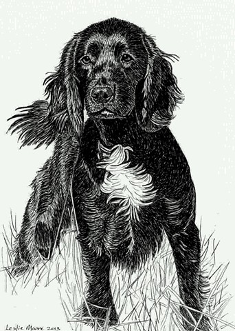 A pen and ink drawing of a field trial champion cocker spaniel by Leslie Moore of PenPets.