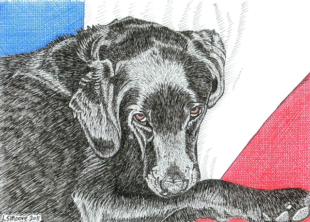 A pen and ink drawing of a black Labrador retriever by Leslie Moore