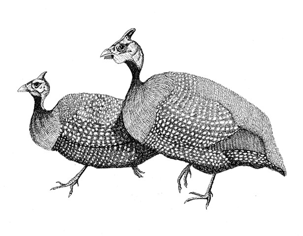 A pen and ink drawing of two Guinea fowl by Leslie Moore of PenPets.