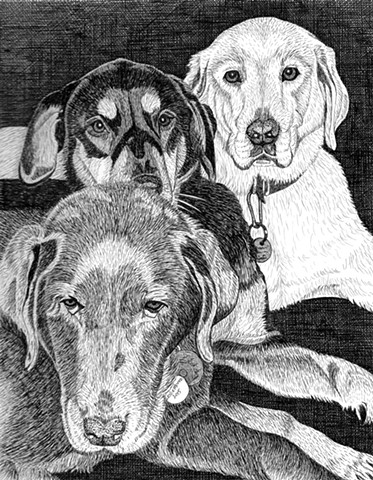 A pen and ink drawing of two Labradors and a mixed breed dog by Leslie Moore of PenPets.