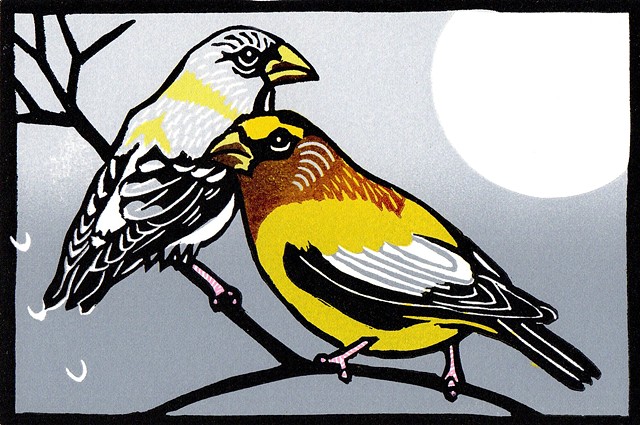 bird art, Evening grosbeak art, Evening grosbeak linocut, Zea Mays Printmaking, Canary in the Coal Mine Project