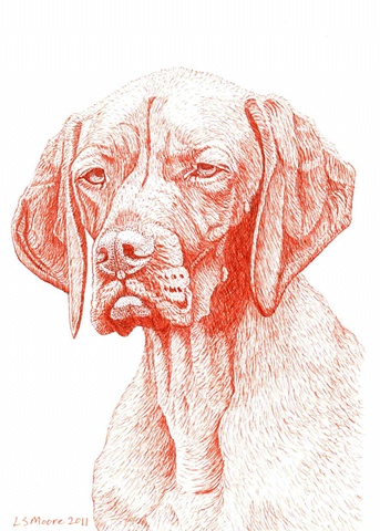 A sepia ink drawing of a Vizsla dog by Leslie Moore