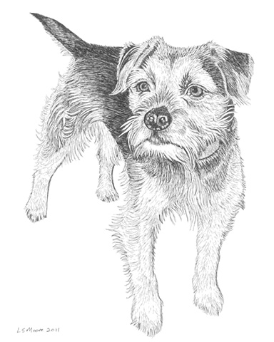 A pen and ink drawing of a Border terrier by Leslie Moore