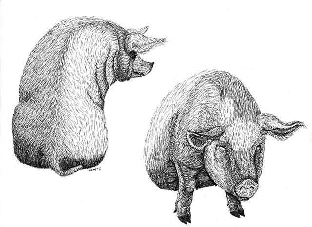 A pen and ink drawing of two big sows sittingdown by Leslie Moore of PenPets.