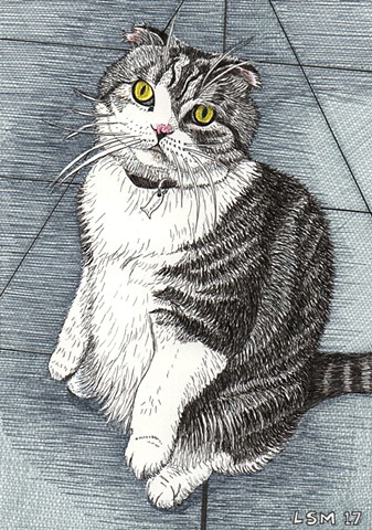 a colored pen and ink drawing of a Scottish Fold cat in prairie dog or Buddha pose by Leslie Moore of PenPets