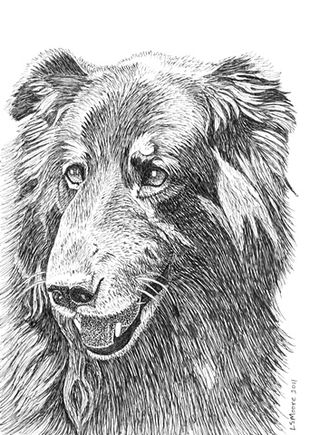 A pen and ink drawing of a shephed/retriever mixed breed dog by Leslie Moore.