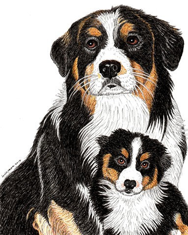 a colored pen and ink drawing of an Australian Shepherd as an adult dog and as a pup by Leslie Moore of PenPets
