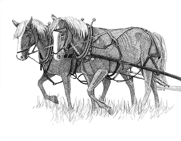 A pen and ink drawing of a team of farm horses by Leslie Moore of PenPets.