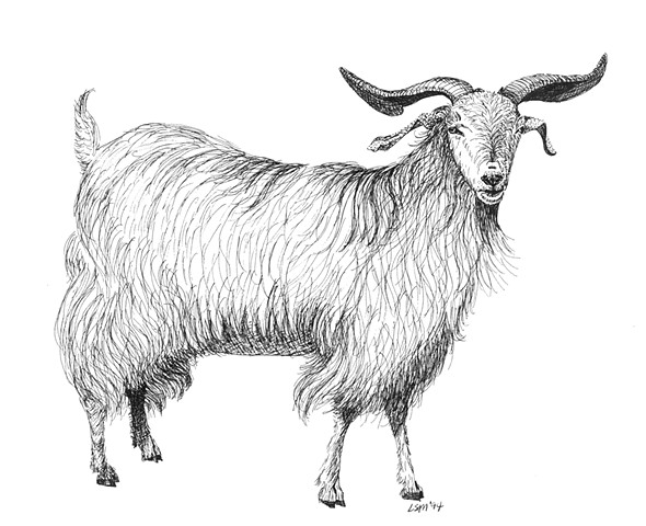 A pen and ink drawing of a cashmere buck by Leslie Moore of PenPets.