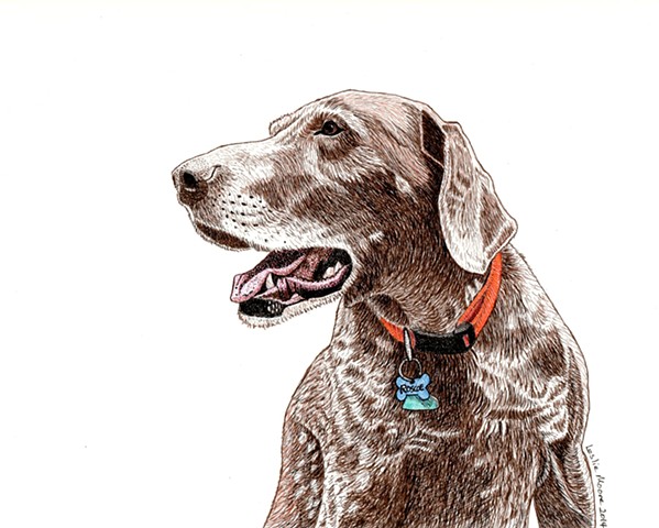 a colored pen and ink drawing of a German short-haired pointer by Leslie Moore of PenPets
