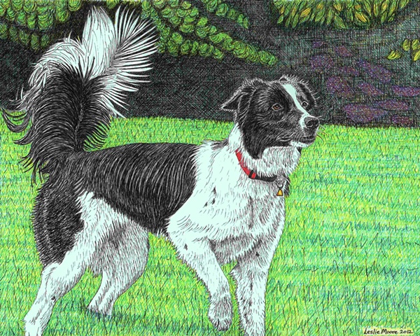 A colored pen-and-ink drawing of a Border collie/Australian blue heeler mix by Leslie Moore of PenPets.