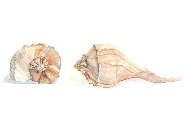 This watercolor giclee print beach art shows a small sea shell in pinks and creams, with front and side views.