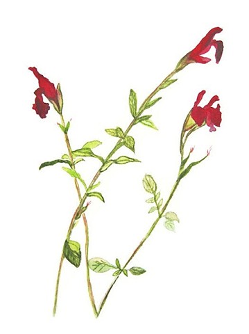 Red Salvia, Desert Blaze scarlet sage flower from my garden