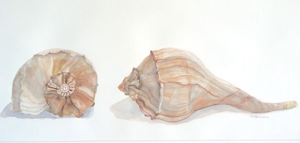 This watercolor giclee print beach art shows a small sea shell in pinks and creams, with front and side views.
