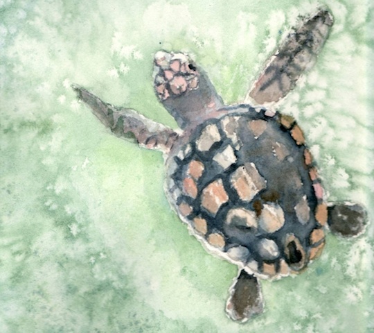 A loggerhead sea turtle swims in the aquamarine-colored ocean.