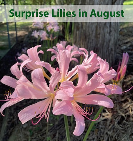 Surprise Lilies in August