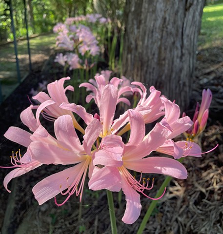 Surprise Lilies in August